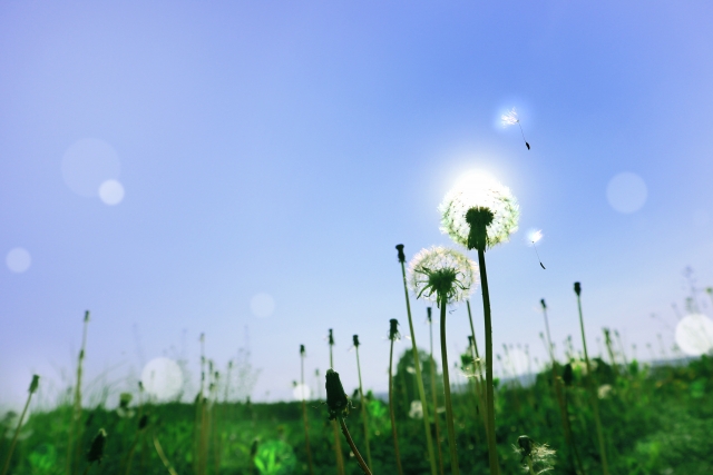 青空にタンポポの綿毛