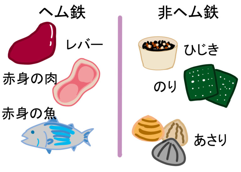 ヘム鉄、非ヘム鉄を含む食品のイラスト