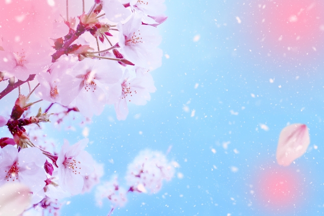 舞い散る桜